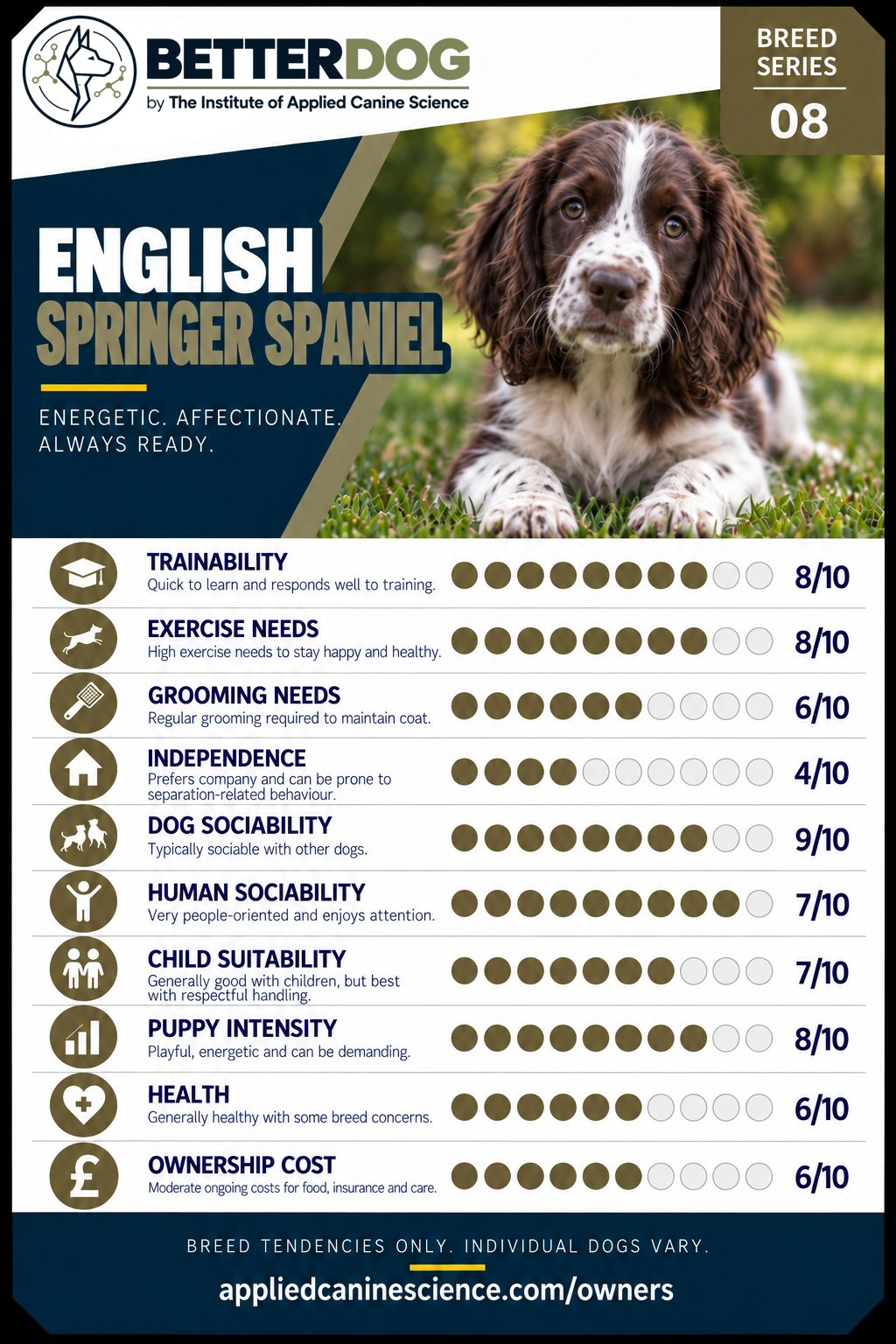 English Springer Spaniel breed Top Trumps card