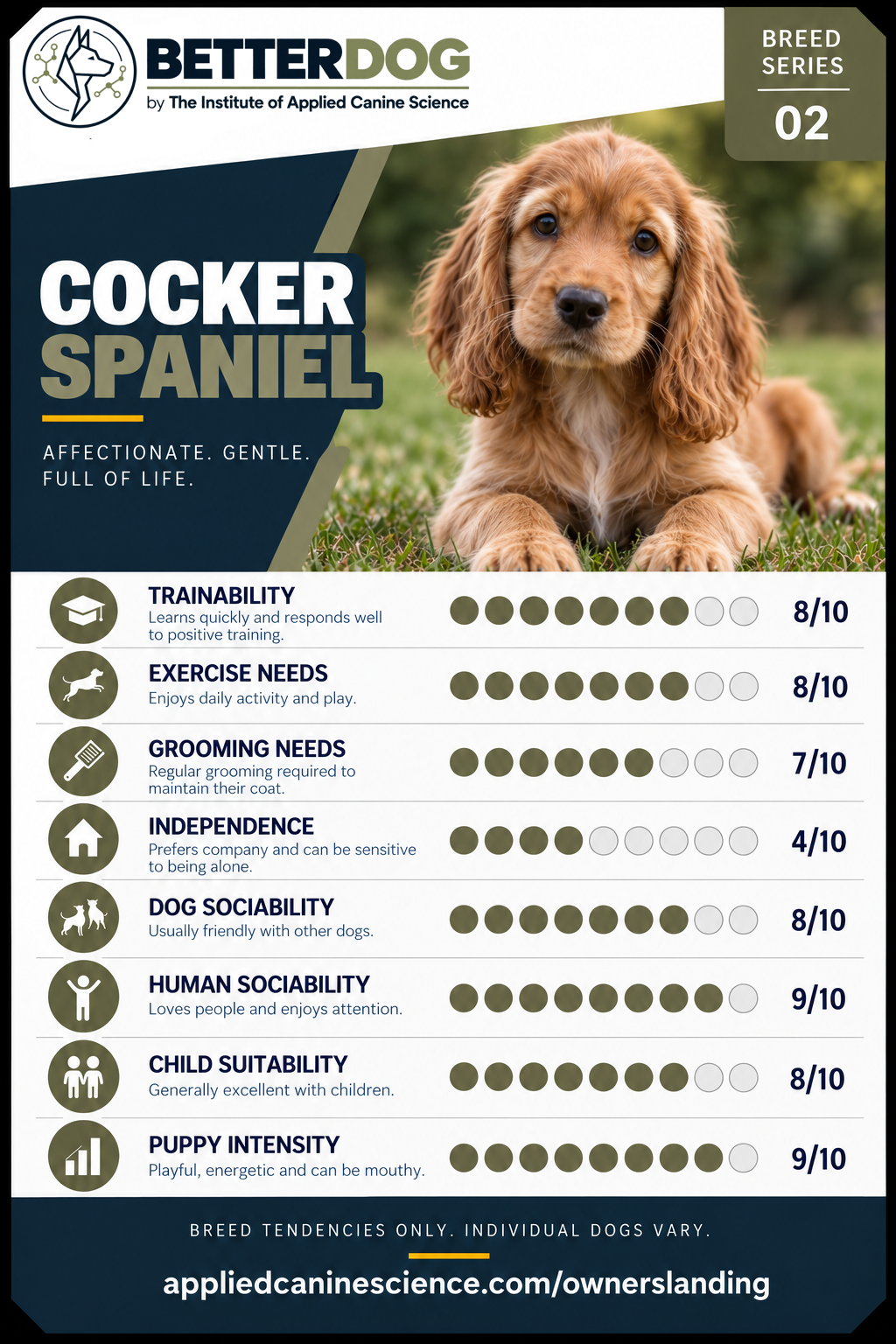 Cocker Spaniel breed Top Trumps card