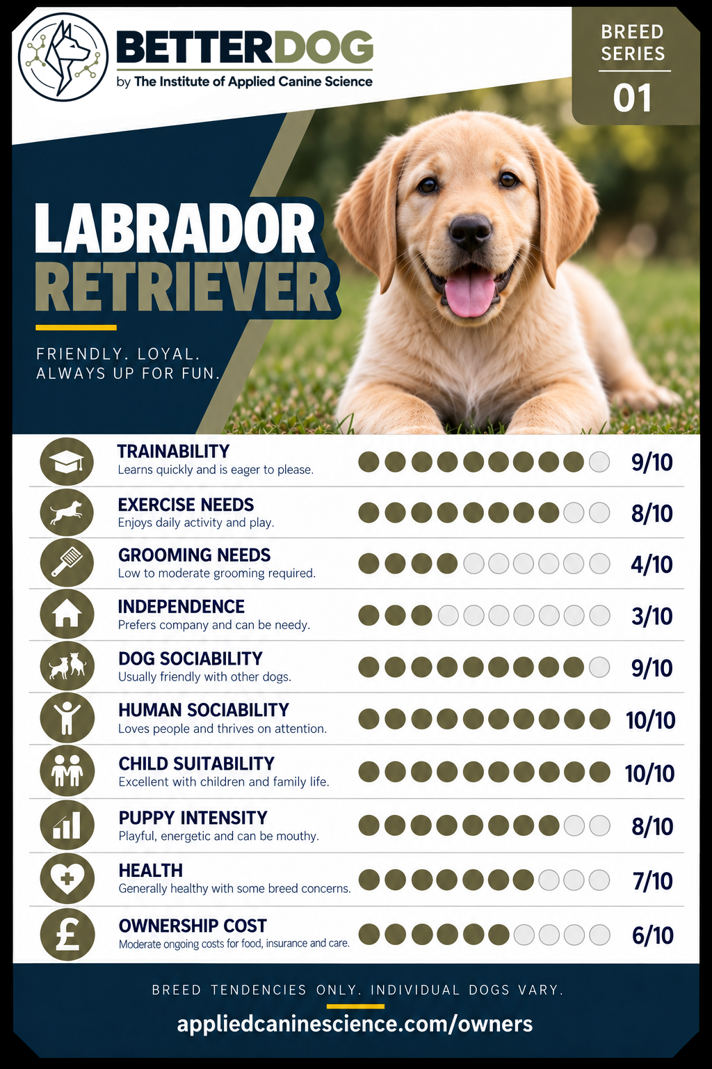 Labrador Retriever breed Top Trumps card
